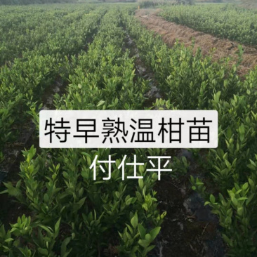 长期出售优质特早熟温桔苗，量大从优