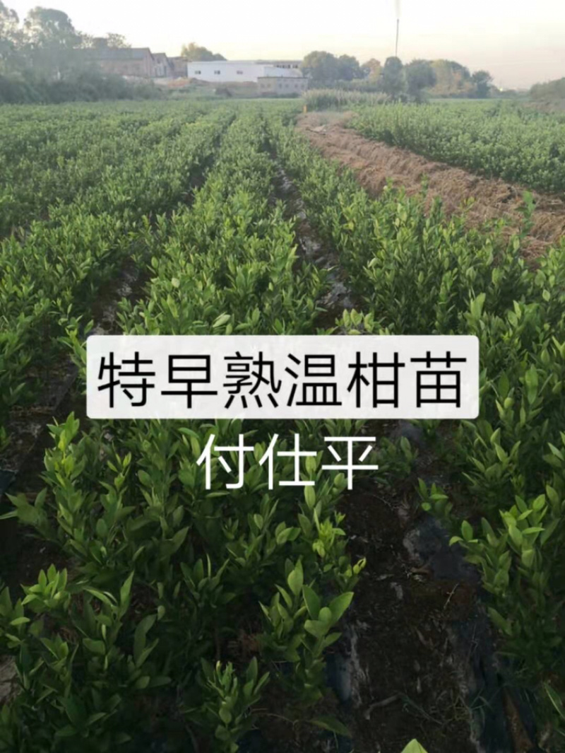 长期出售优质特早熟温桔苗，量大从优