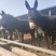 德州驴肉驴苗十头免费送货,补贴八百元