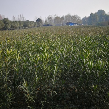 夹竹桃,柳叶桃,四川夹竹桃基地出售,成都夹竹桃批发价格