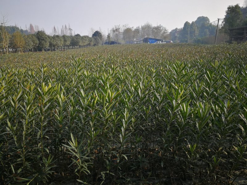 夹竹桃，柳叶桃，四川夹竹桃基地出售，成都夹竹桃批发价格