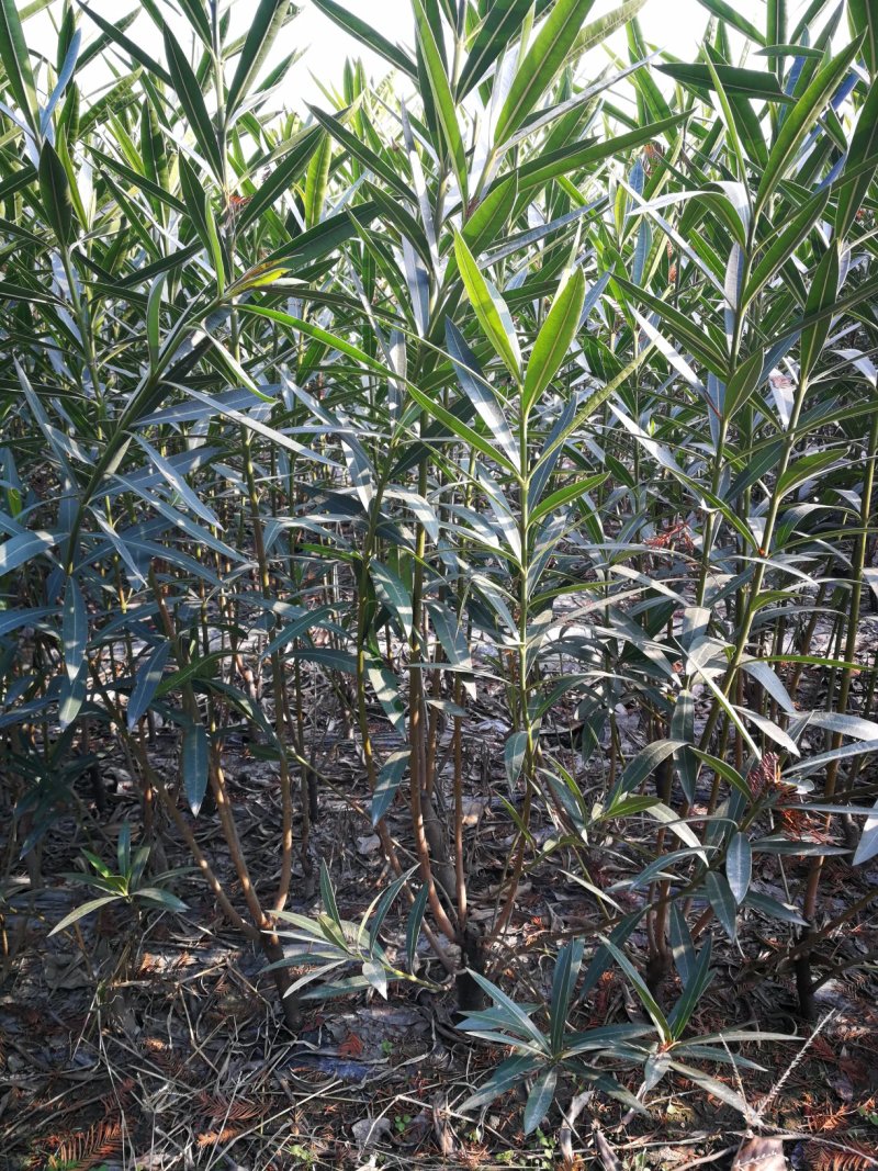 夹竹桃，柳叶桃，四川夹竹桃基地出售，成都夹竹桃批发价格