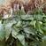 玉簪紫玉簪庭院绿化工程用苗耐寒耐冻量大从优质量保障