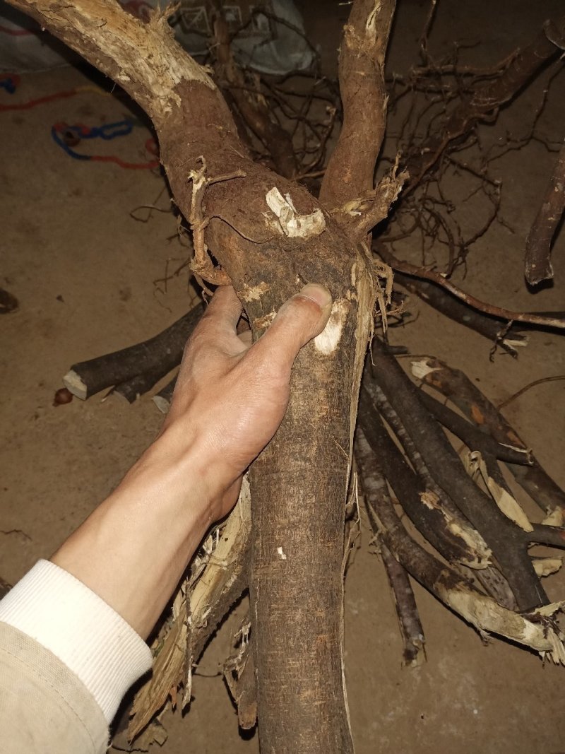 了哥王大货根，可以机械切段片子付预付款加工