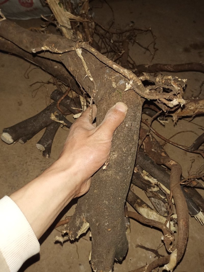 了哥王大货根，可以机械切段片子付预付款加工