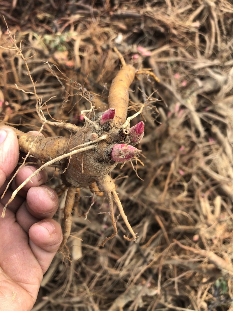 芍药红色系粉色系为主，花海，占地，绿化工程用苗，可盆栽