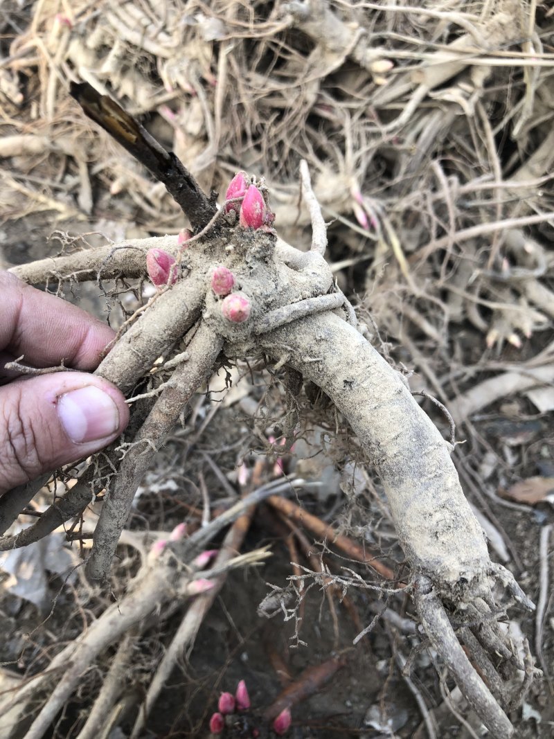 芍药红色系粉色系为主，花海，占地，绿化工程用苗，可盆栽