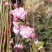 日本樱花，樱花小苗，早樱价格，晚樱价格，高杆樱花价格