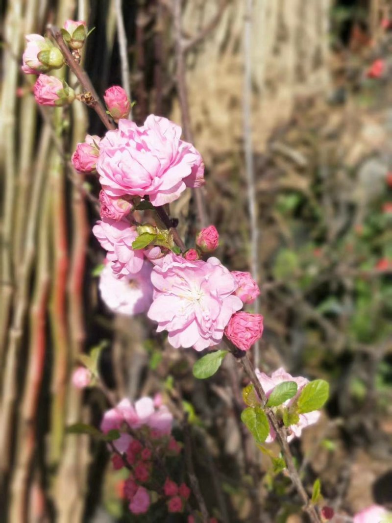 日本樱花，樱花小苗，早樱价格，晚樱价格，高杆樱花价格