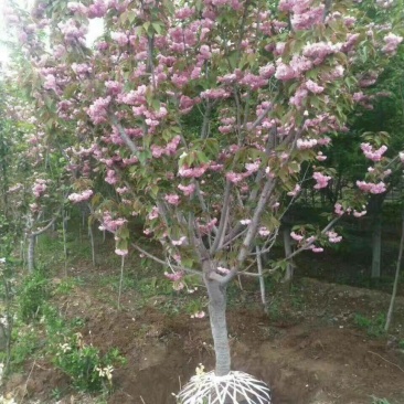 日本樱花，樱花小苗，早樱价格，晚樱价格，高杆樱花价格