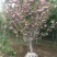 日本樱花，樱花小苗，早樱价格，晚樱价格，高杆樱花价格