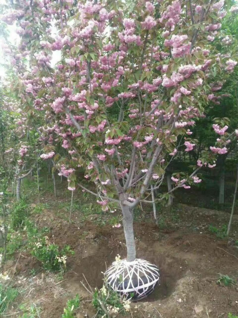 日本樱花，樱花小苗，早樱价格，晚樱价格，高杆樱花价格