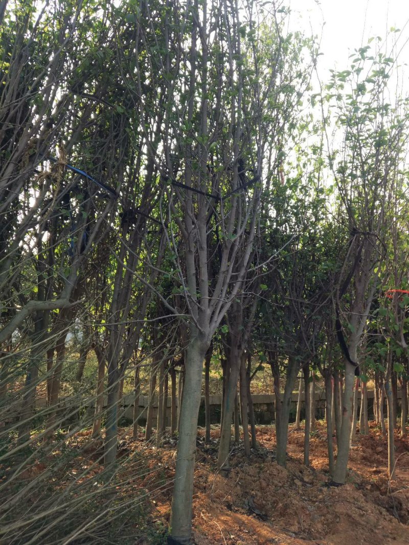 日本樱花，樱花小苗，早樱价格，晚樱价格，高杆樱花价格