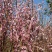 日本樱花，樱花小苗，早樱价格，晚樱价格，高杆樱花价格