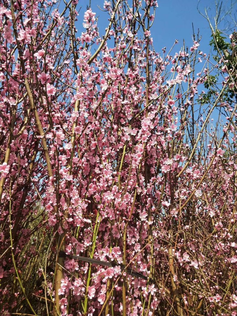 日本樱花，樱花小苗，早樱价格，晚樱价格，高杆樱花价格