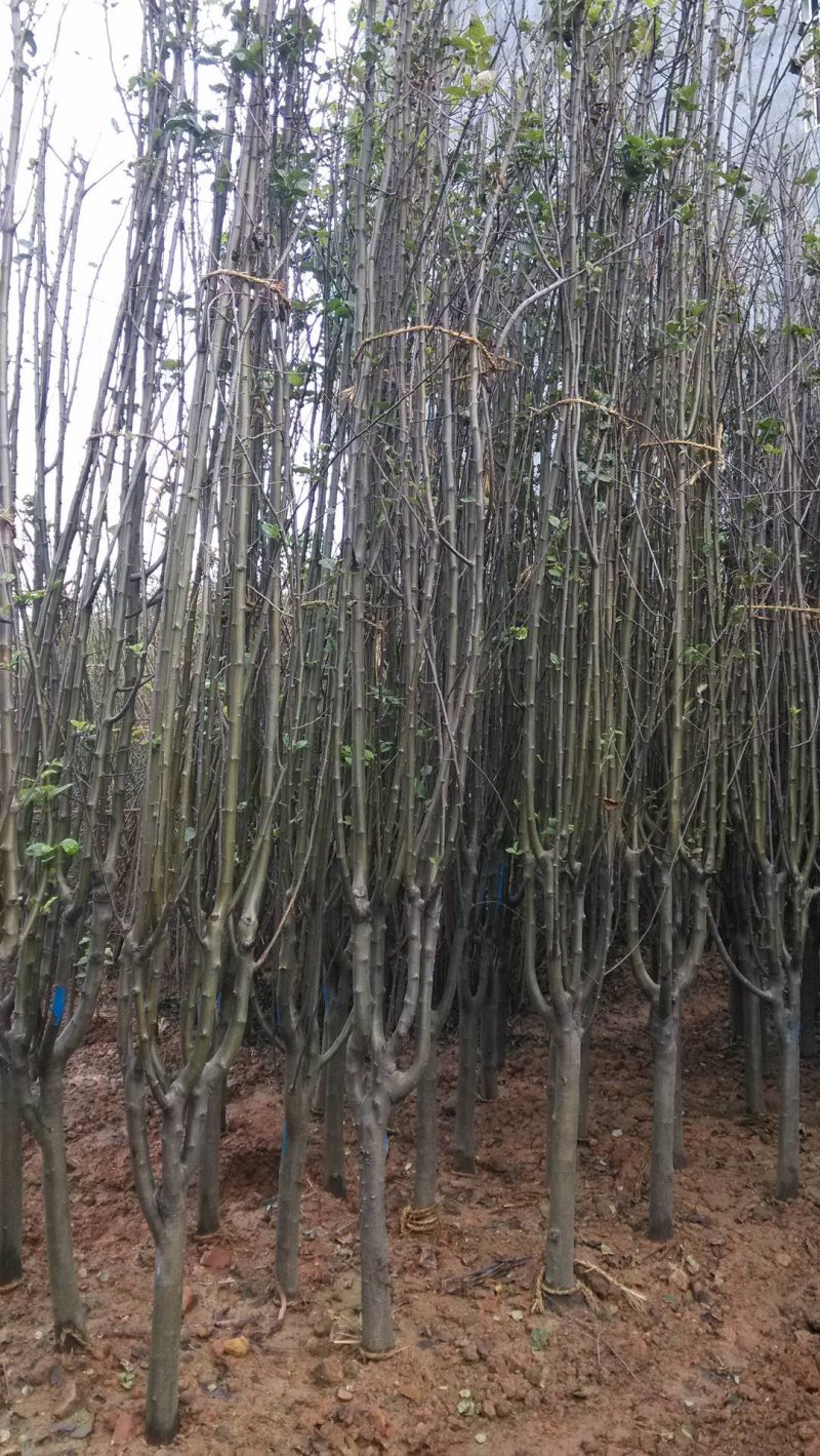 日本樱花，樱花小苗，早樱价格，晚樱价格，高杆樱花价格