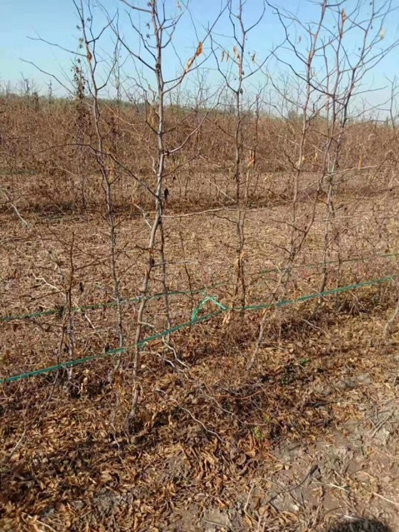 冬枣树苗