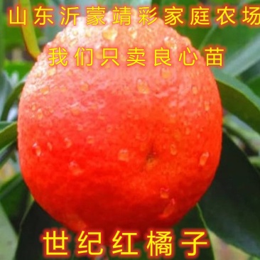 世纪红橘子苗超大超甜世纪红橘子苗南北方种植橘子苗