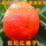 世纪红橘子苗超大超甜世纪红橘子苗南北方种植橘子苗