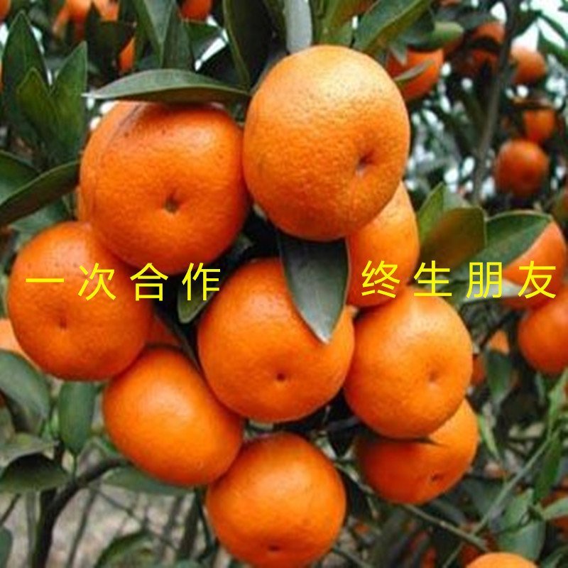 世纪红橘子苗超大超甜世纪红橘子苗南北方种植橘子苗