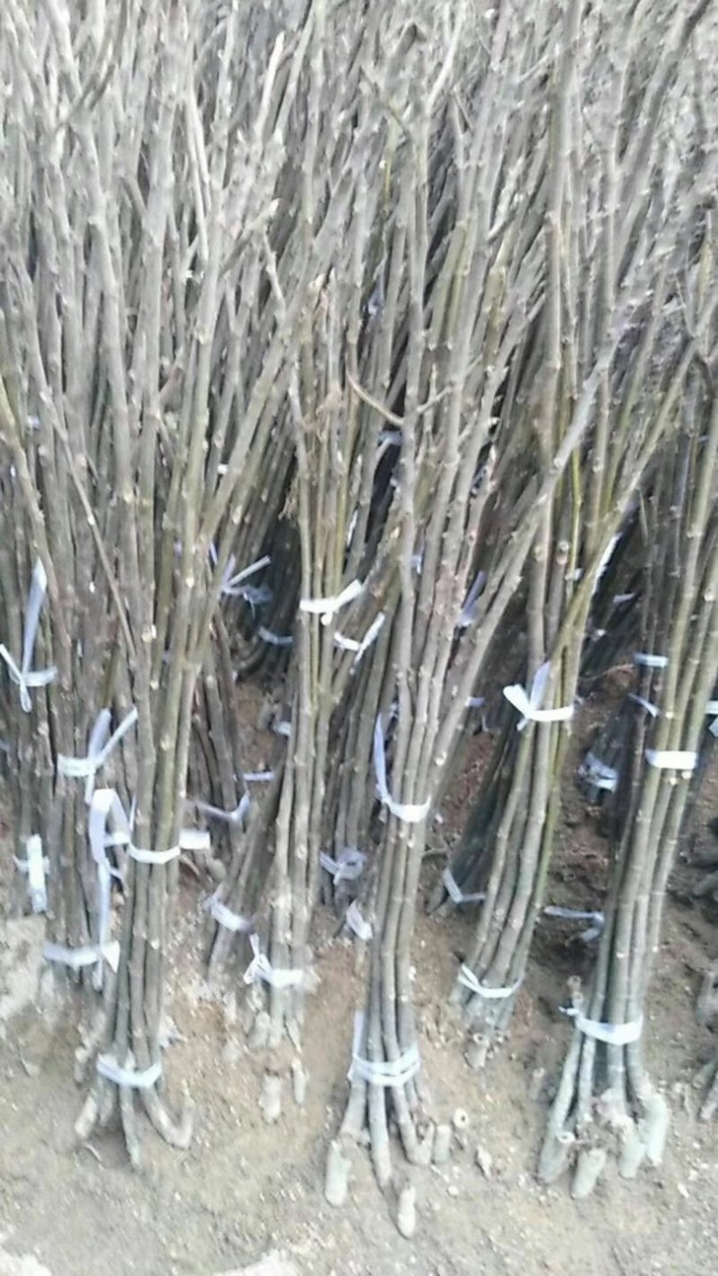 （热销）优质无花果新鲜枝条，波姬红无花果，大玛，产地直销