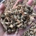 白鲜皮正品无硫白鲜皮量大从优