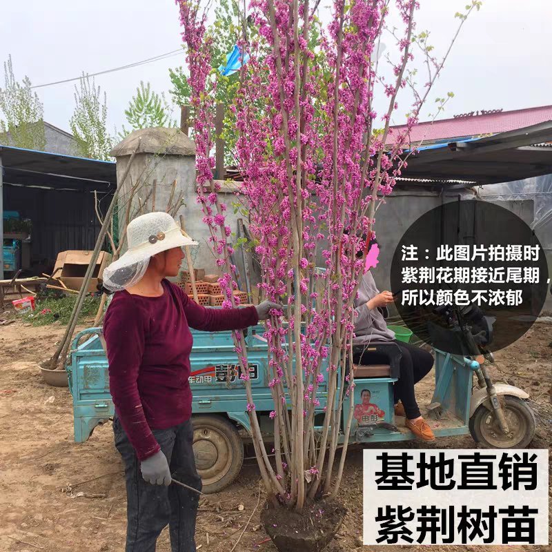 紫荆紫荆花苗庭院耐寒室外花卉植物南方北方别墅花园绿化苗木