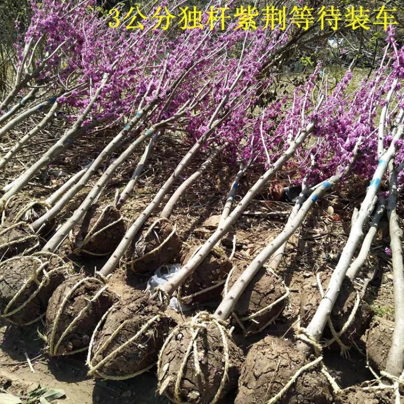 紫荆紫荆花苗庭院耐寒室外花卉植物南方北方别墅花园绿化苗木