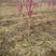 紫荆紫荆花苗庭院耐寒室外花卉植物南方北方别墅花园绿化苗木
