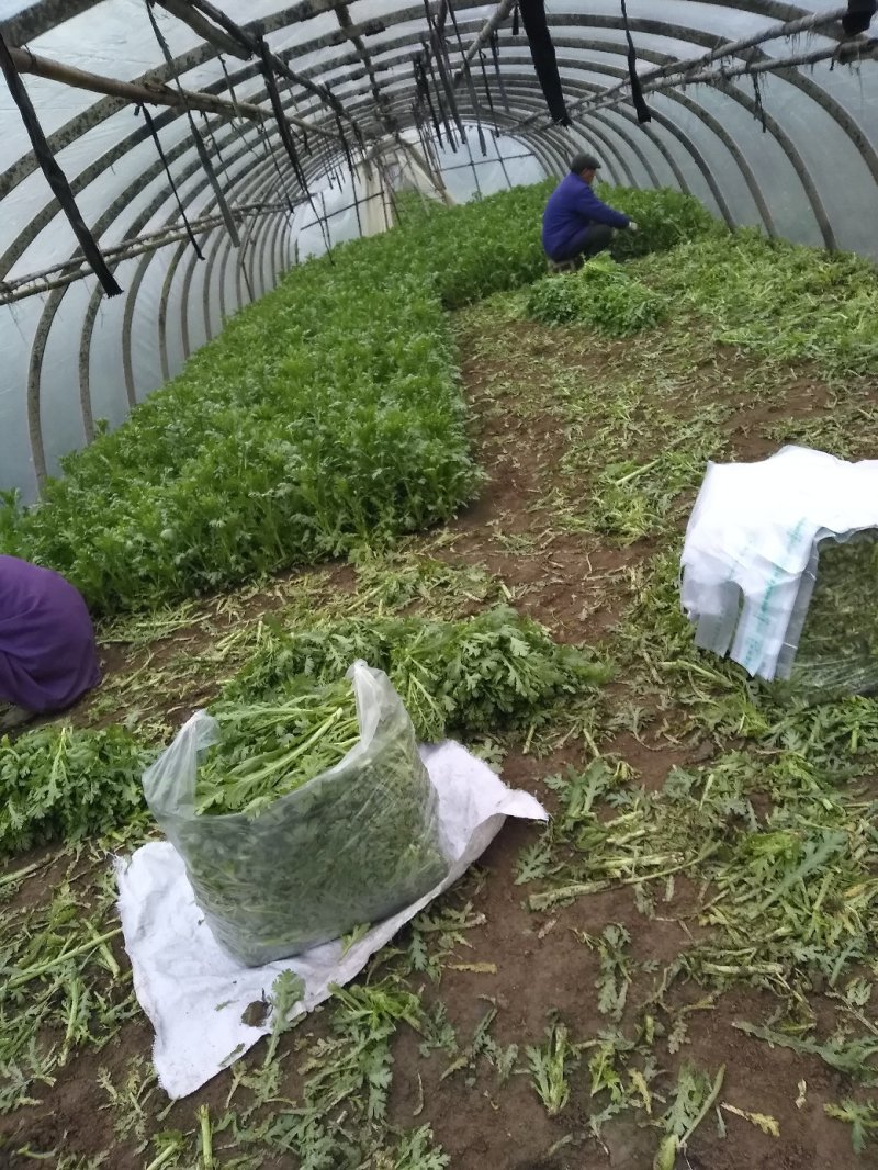 精品茼蒿菜鲜嫩水灵日供五千斤保质保量可长期供货