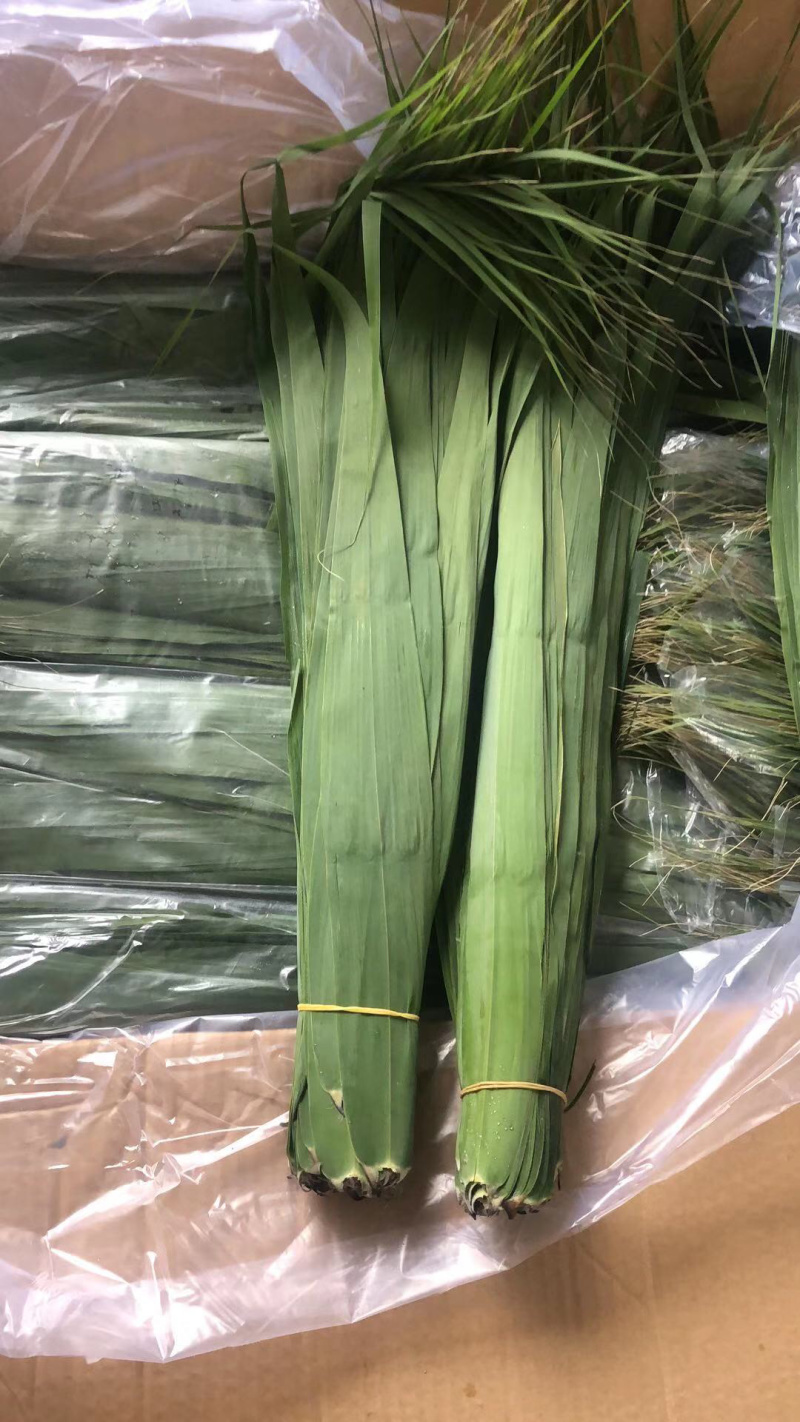 粽子叶，新鲜粽子叶供应，批发零售！全国包邮！