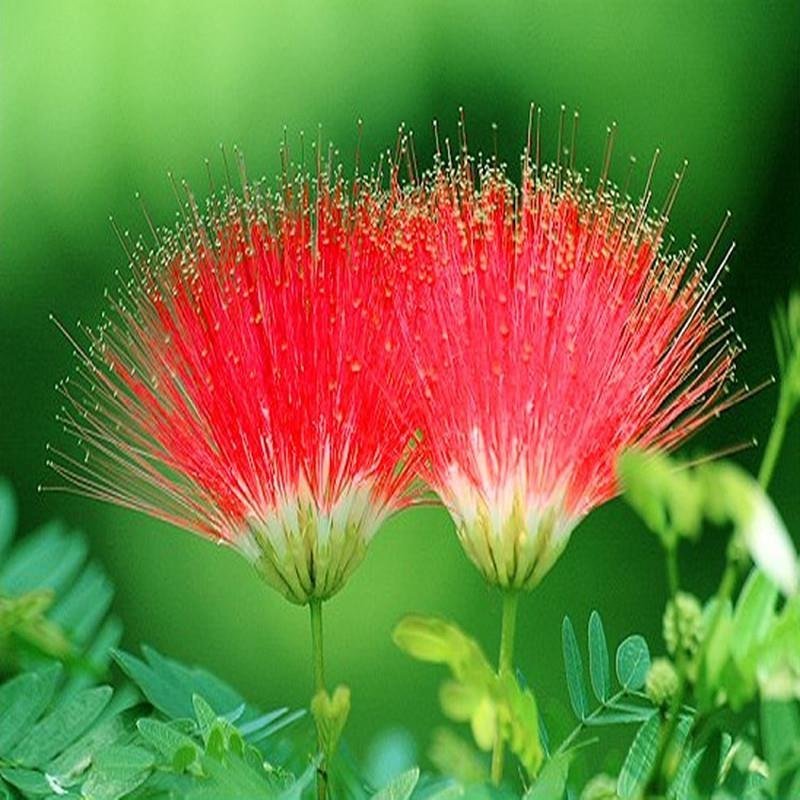 合欢树苗绒花树绿化苗木合欢小苗芙蓉花树苗庭院树苗盆栽合欢