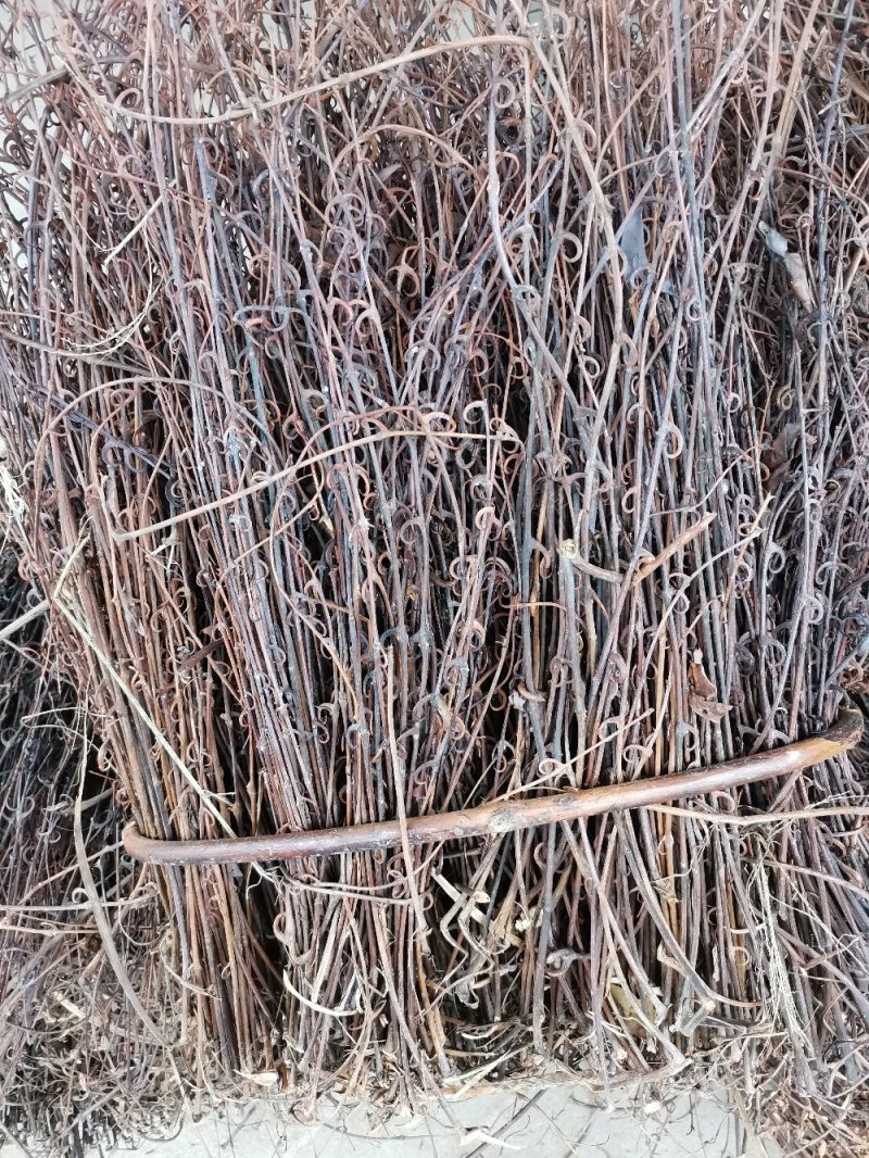 纯野生钩藤纯钩，含钩99%