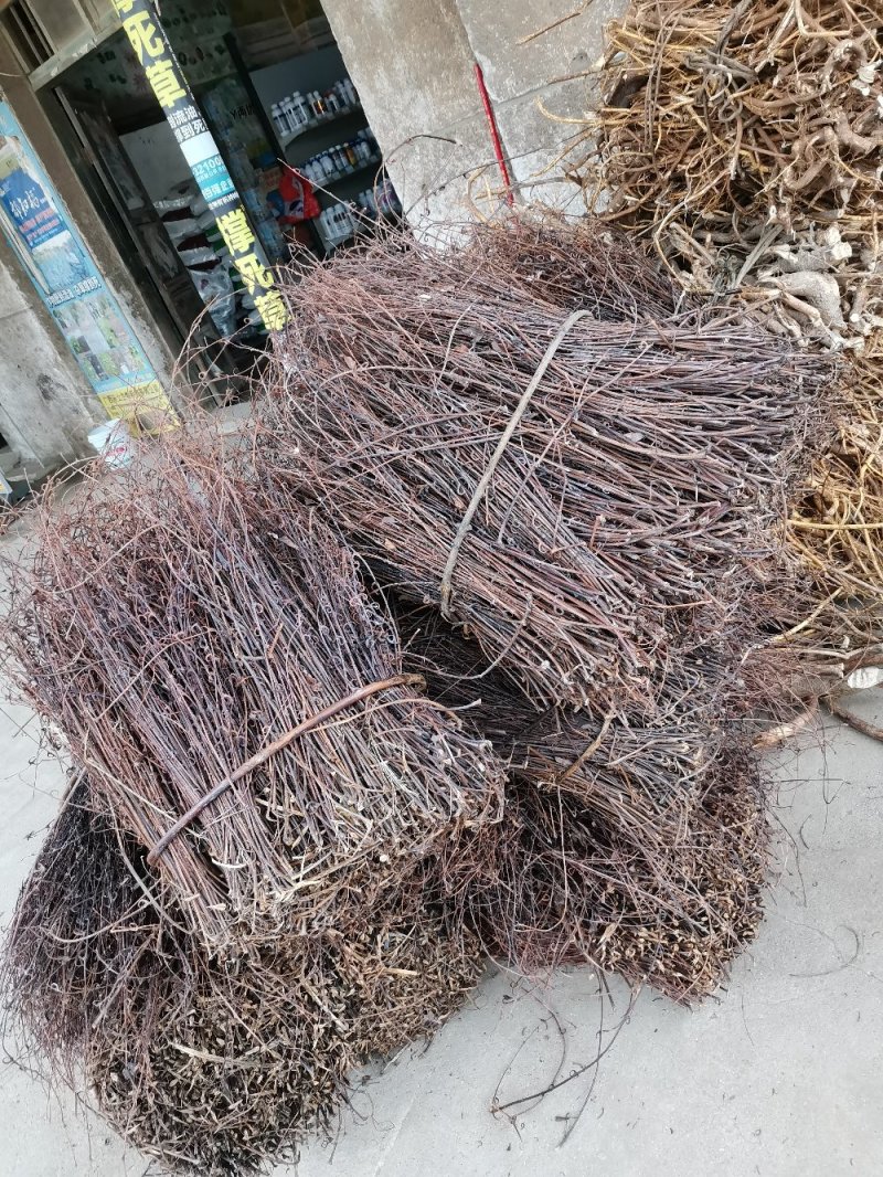 纯野生钩藤纯钩，含钩99%