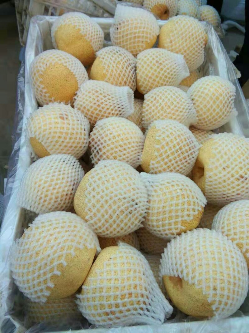 宁陵县原产地酥梨光果250g-350g