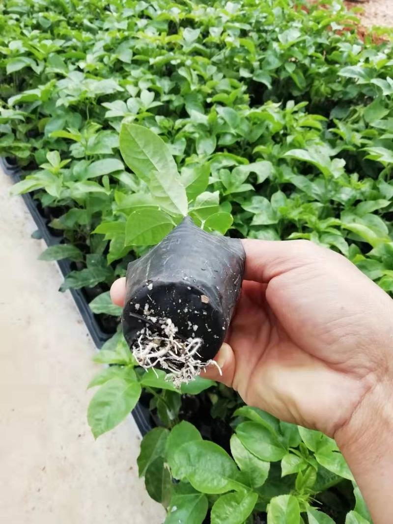 广西百香果苗台农百香果嫁接苗提供种植技术及管理可以定做