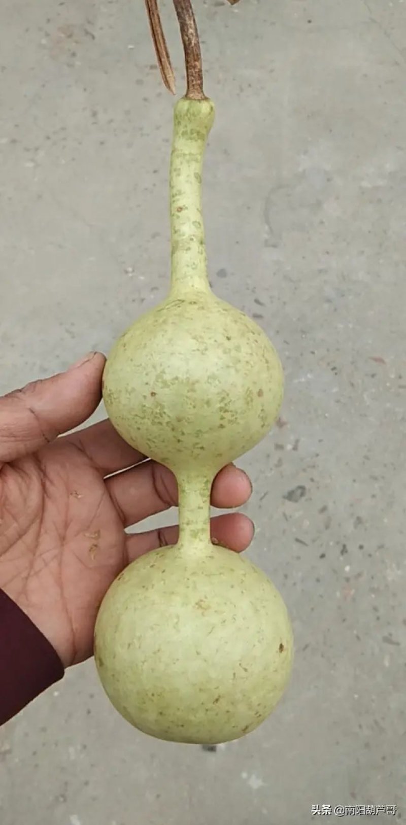 各种葫芦，传统葫芦，杂交葫芦，观赏葫芦，新鲜葫芦……