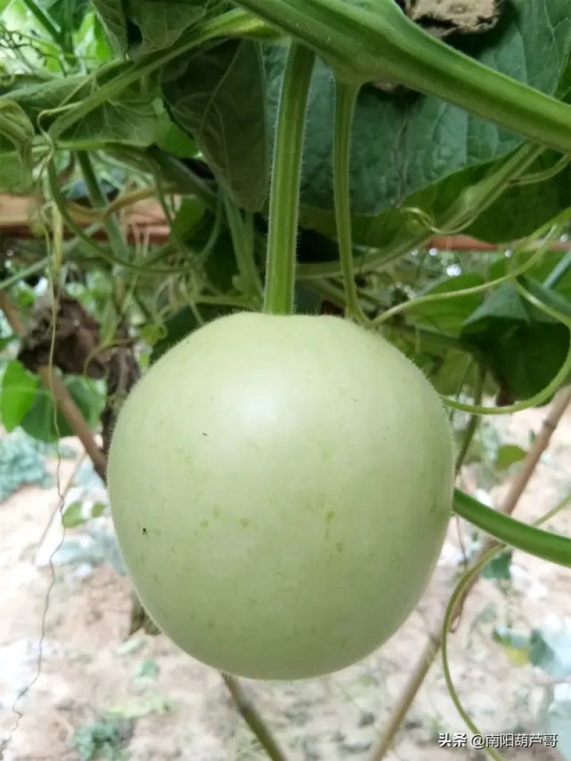 各种葫芦，传统葫芦，杂交葫芦，观赏葫芦，新鲜葫芦……