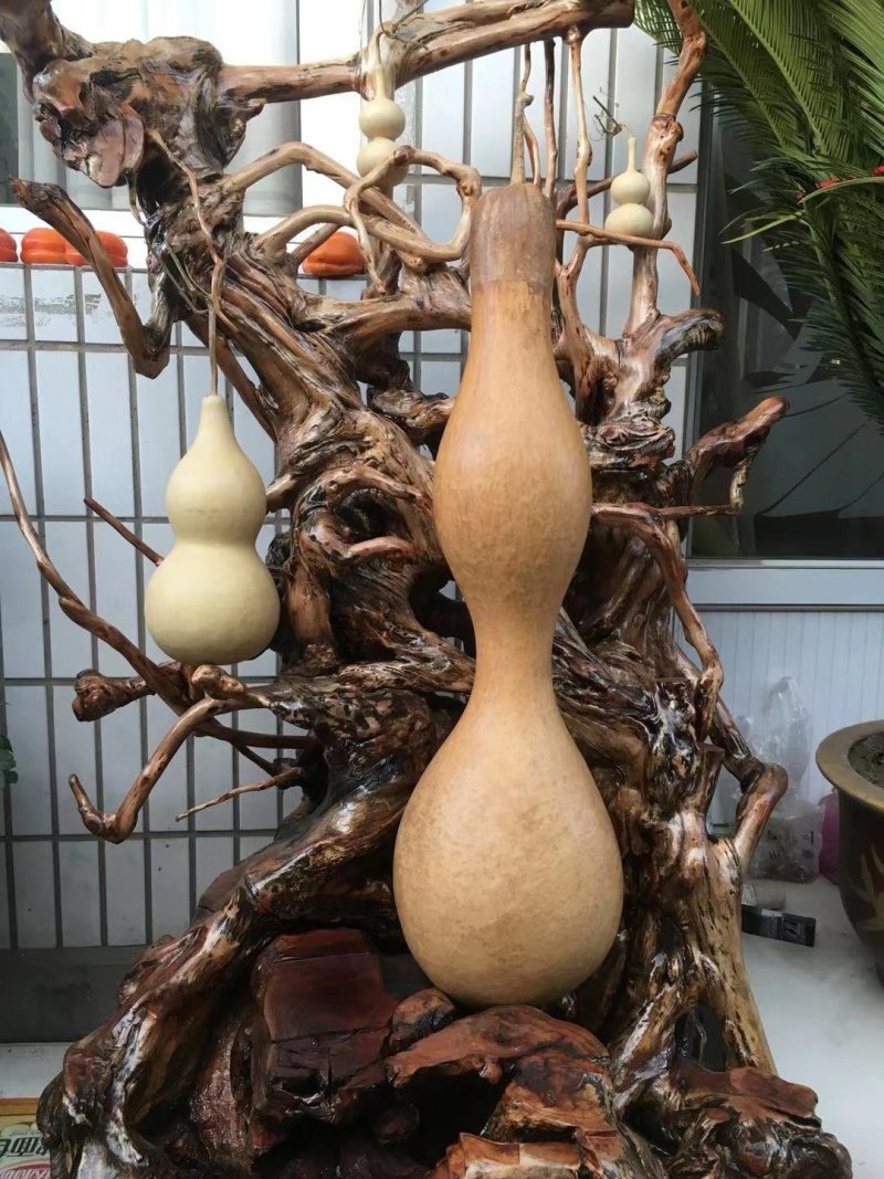 各种葫芦，传统葫芦，杂交葫芦，观赏葫芦，新鲜葫芦……