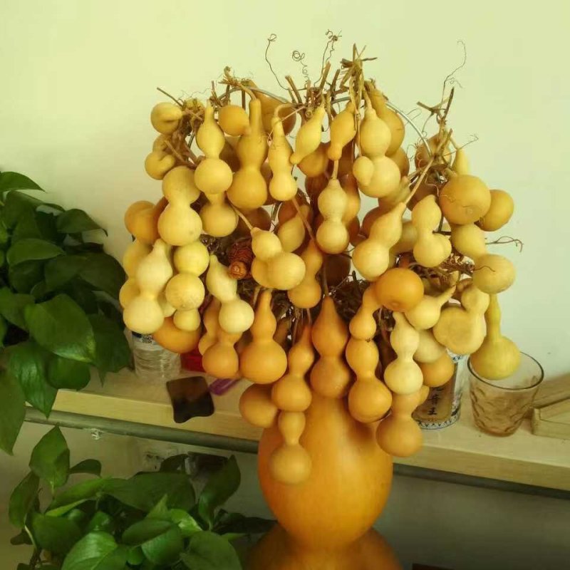 各种葫芦，传统葫芦，杂交葫芦，观赏葫芦，新鲜葫芦……