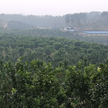 化橘红果园，可种植养殖建农庄，鱼塘环抱，设施齐全。