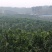 化橘红果园，可种植养殖建农庄，鱼塘环抱，设施齐全。