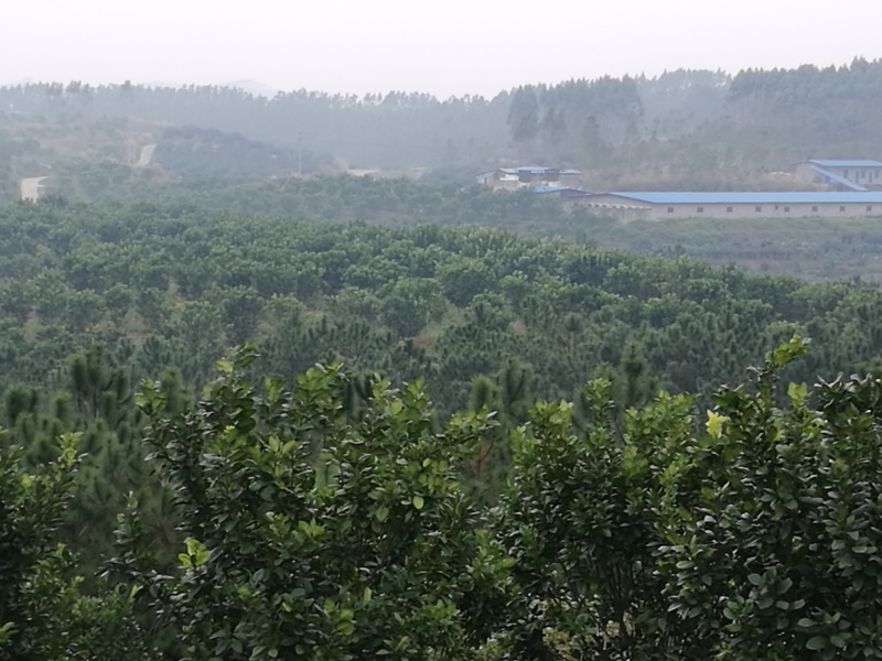 化橘红果园，可种植养殖建农庄，鱼塘环抱，设施齐全。