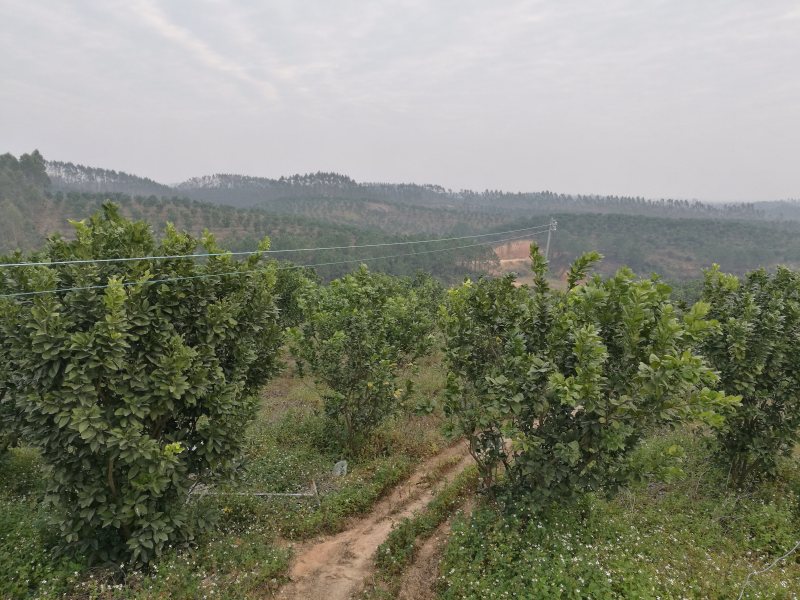 化橘红果园，可种植养殖建农庄，鱼塘环抱，设施齐全。