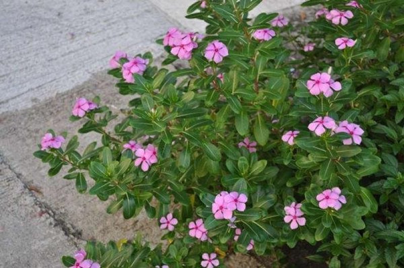 长春花种子金盏草四时春日日新雁头红花期长四季开花花卉包