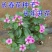 长春花种子金盏草四时春日日新雁头红花期长四季开花花卉包
