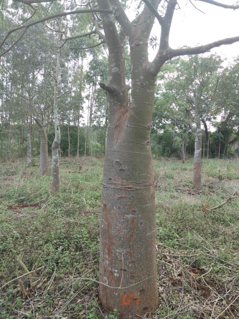 20－90公分佛肚树