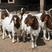 [热销]纯种波尔山羊种公羊怀孕母羊，青年母羊，羔羊可自选