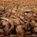 野生雷公藤（干货）自然晒干，源自海拔1800米