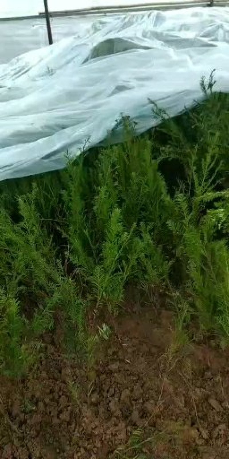 曼地亚红豆杉苗红豆杉盆景南方红豆杉大小规格齐全